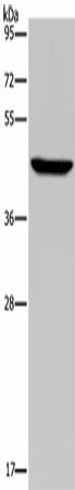 Western Blot analysis of Hela cell using PDSS2 Polyclonal Antibody at dilution of 1:400