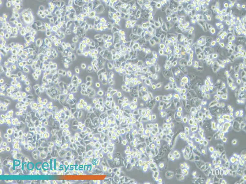 GCIY Cell Complete Medium - 3