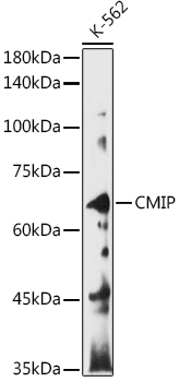 Western blot analysis of extracts of K-562 cells using CMIP Polyclonal Antibody at 1:1000 dilution.