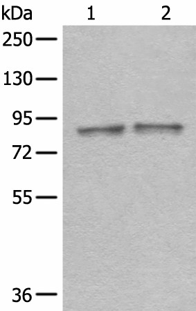 Western blot analysis of Mouse brain tissue and Rat brain tissue lysates  using DDX1 Polyclonal Antibody at dilution of 1:300