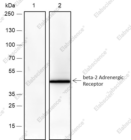 Recombinant beta-2 Adrenergic Receptor Monoclonal Antibody - 2