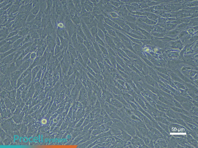 Rabbit Synovial Cell Complete Medium - 5