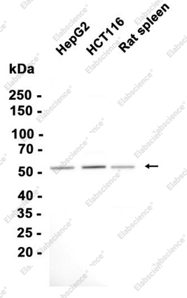 Recombinant BAF57 Monoclonal Antibody - 2