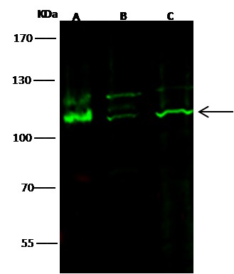 Recombinant KIT/c-KIT/CD117 Monoclonal Antibody-searchlist-1