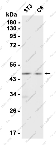 Recombinant Caspase-2 Monoclonal Antibody - 2