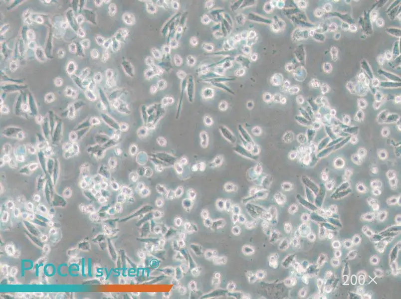 ARD Cell Complete Medium - 4