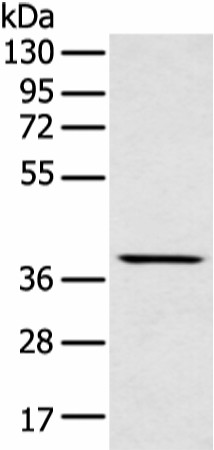 Western blot analysis of Mouse muscle tissue  using MAFA Polyclonal Antibody at dilution of 1:400