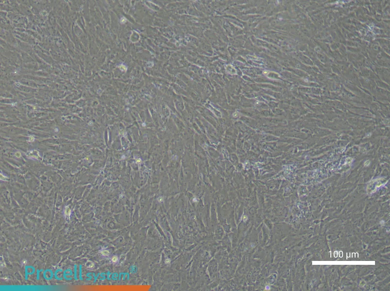 Rat Follicle Membrane Cell Complete Medium - 2