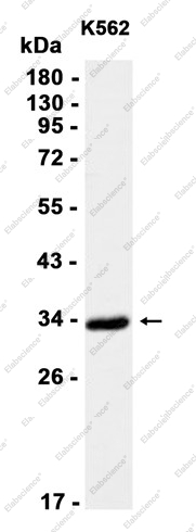 Recombinant HOXB4 Monoclonal Antibody - 1