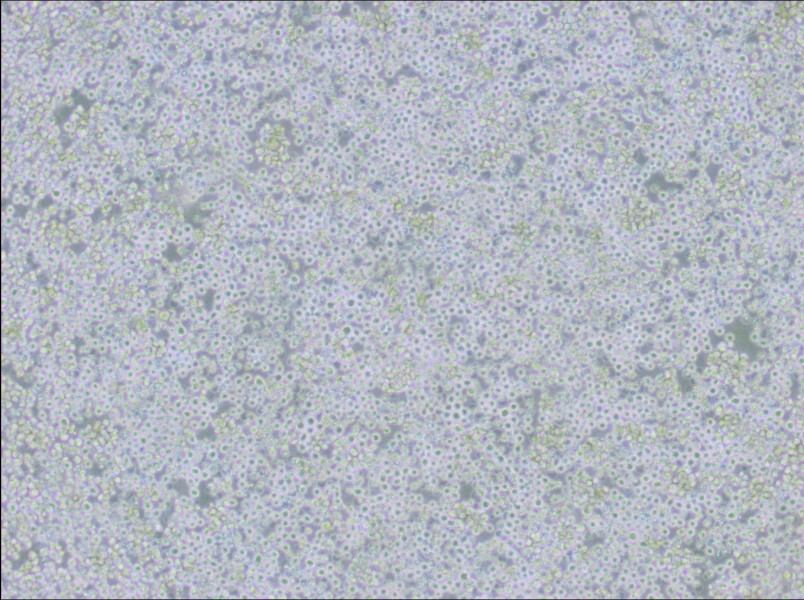 AE-2 Cell Complete MediumAE-2 Cell Complete Medium - 3
