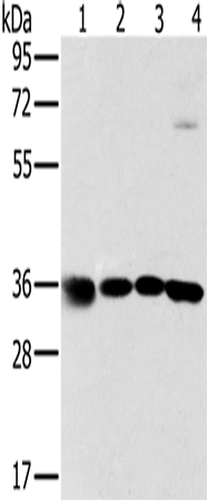 Western Blot analysis of 293T, K562, 231 and hela cell using MRPL39 Polyclonal Antibody at dilution of 1:600