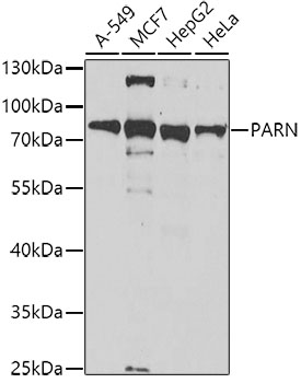 Western blot analysis of extracts of various cell lines using PARN Polyclonal Antibody at dilution of 1:1000.