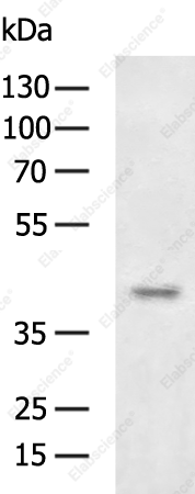 NOV Polyclonal Antibody - 3