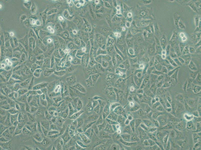 G-401 Cell Complete Medium - 6