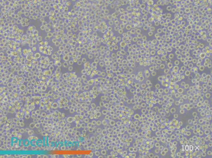 REC-1 Cell Complete MediumREC-1 Cell Complete Medium - 3