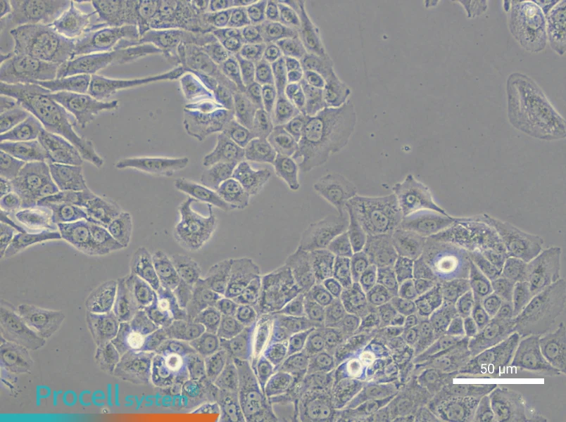 Hs 766T Cell Complete MediumHs 766T Cell Complete Medium - 6