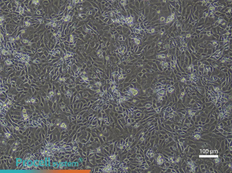 Mouse Small Intestinal Mucosal Epithelial Cell Complete Medium - 1