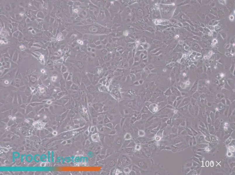 HT-1197 Cell Complete Medium - 3