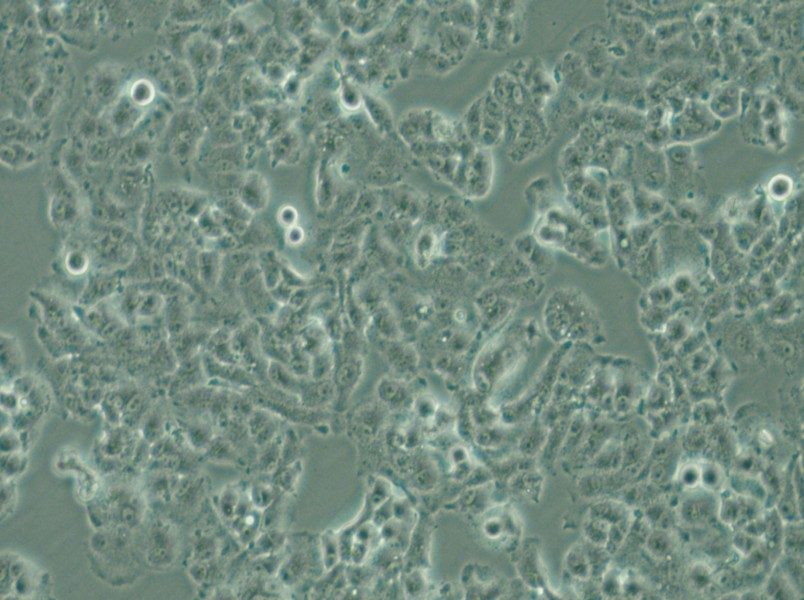 QGP-1 Cell Complete Medium - small - 4