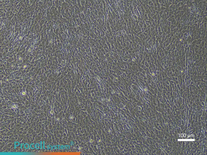 Rat Embryonic Limb Bud Mesenchymal Stem Cell Complete Medium - 1