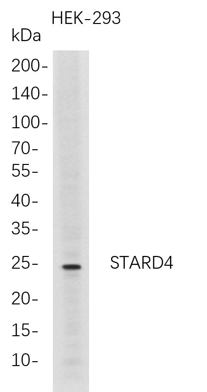Recombinant STARD4 Monoclonal Antibody-searchlist-1