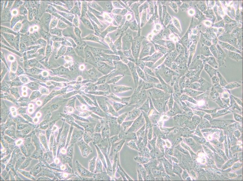 UM-UC-3 Cell Complete Medium - small - 4