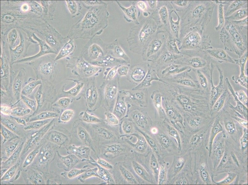 Caki-1 Cell Complete Medium - small - 5