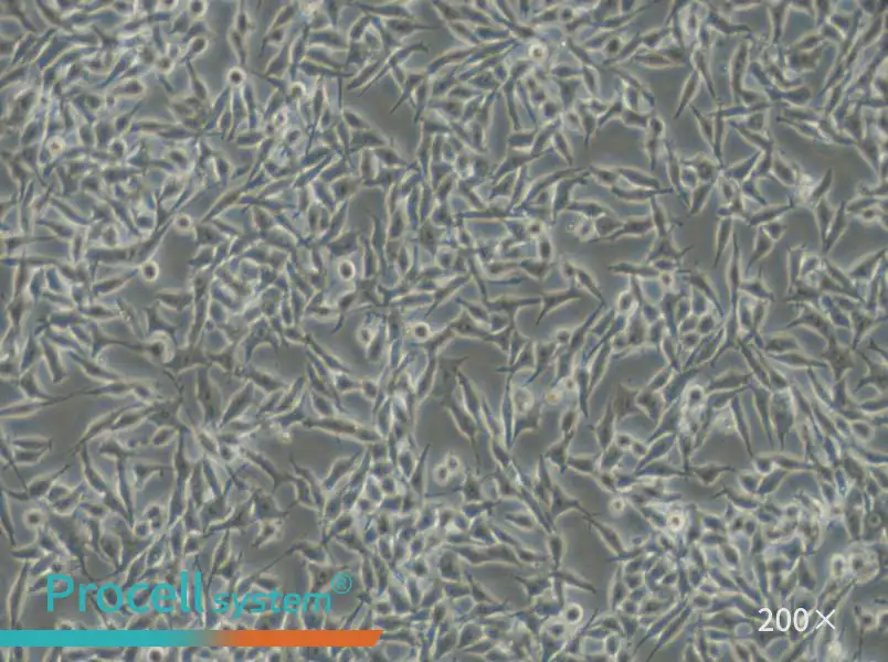 RKO-AS45-1 Cell Complete Medium - small - 4