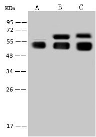 Recombinant Angiotensinogen/AGT Monoclonal Antibody-searchlist-1