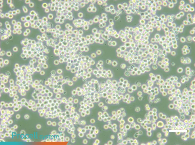 MR1 Cell Complete Medium - small - 4