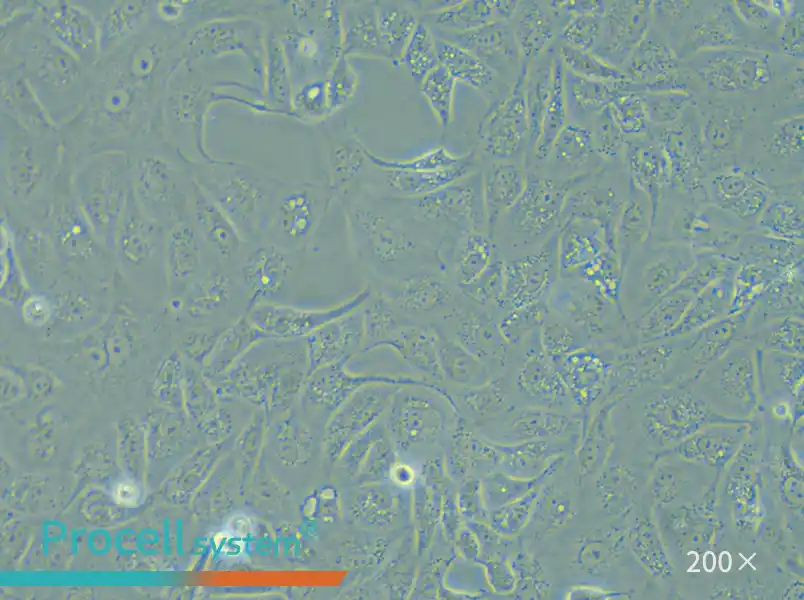 MDCK [NBL-2] Cell Complete Medium - small - 6