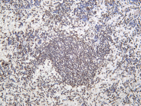 Recombinant ICOS Monoclonal Antibody - 3