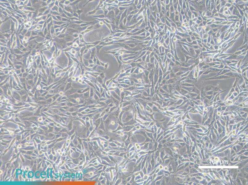 PK-15 Cell Complete Medium - 3