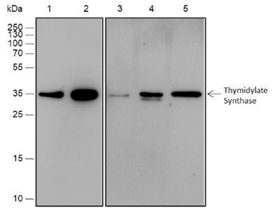 Recombinant Thymidylate Synthase Monoclonal Antibody-searchlist-1