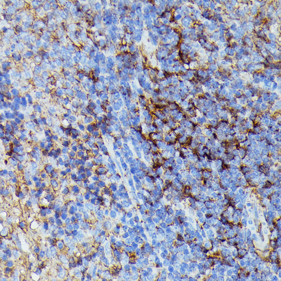 Immunohistochemistry of paraffin-embedded Rat spleen using HLA-B Polyclonal Antibody at dilution of 1:100 (40x lens).