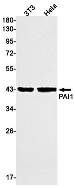 Western blot detection of PAI1 in 3T3,Hela cell lysates using PAI1 Rabbit mAb(1:1000 diluted).Predicted band size:45kDa.Observed band size:45kDa.