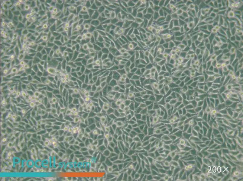 LM/TK [LMTK-] Cell Complete Medium - small - 5