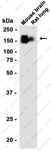 Recombinant PMCA1 Monoclonal Antibody - 1