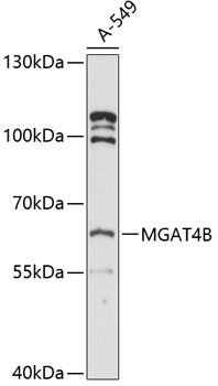 Western blot analysis of extracts of A-549 cells using MGAT4B Polyclonal Antibody at 1:3000 dilution.