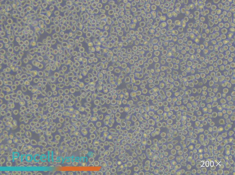 BV-173 Cell Complete Medium - 6