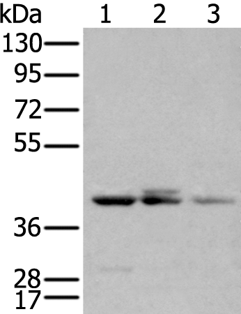 Western Blot analysis of Mouse thymus tissue and A549 cell, Lovo and K562 cell using APOBEC3D Polyclonal Antibody at dilution of 1:580