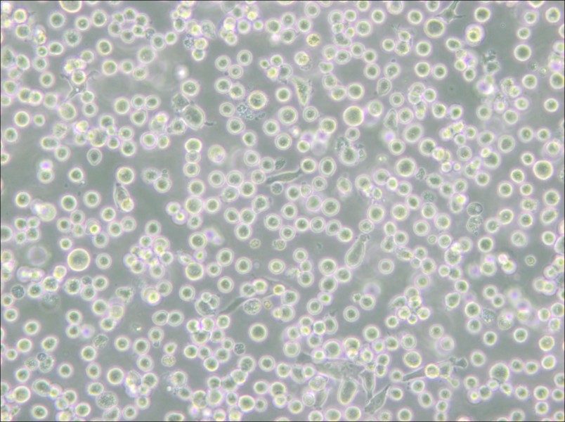 MEG-01 Cell Complete Medium - 5
