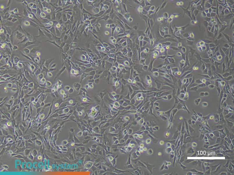 Rat Articular Chondrocyte Complete Medium - 3