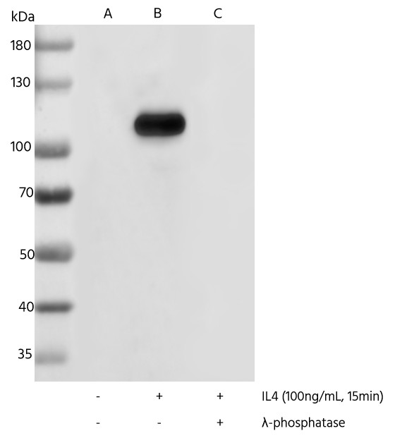 Recombinant Phospho-Stat6 (Tyr641) Monoclonal Antibody - small - 3