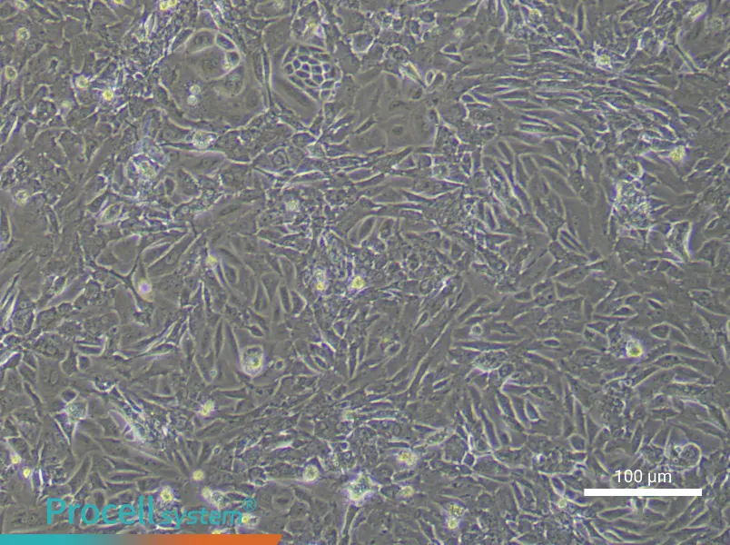 Mouse Ovarian Fibroblast Complete Medium - 3