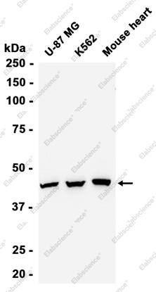 Recombinant VEGFA Monoclonal Antibody - 1