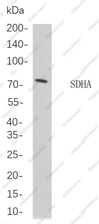 Recombinant SDHA Monoclonal Antibody - 1
