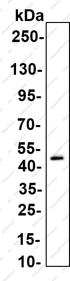 Recombinant SIRT2 Monoclonal Antibody - 5