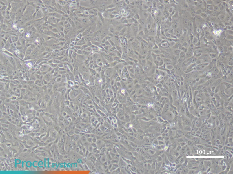 Mouse Colonic Mucosal Epithelial Cells - 1