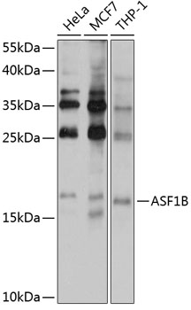 Western blot analysis of extracts of various cell lines using ASF1B Polyclonal Antibody at 1:1000 dilution.